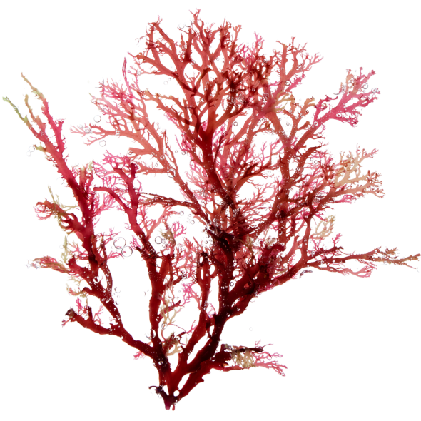 RED ALGAE COMPLEX