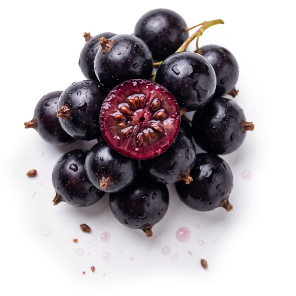 RIBES NIGRUM SEED OIL